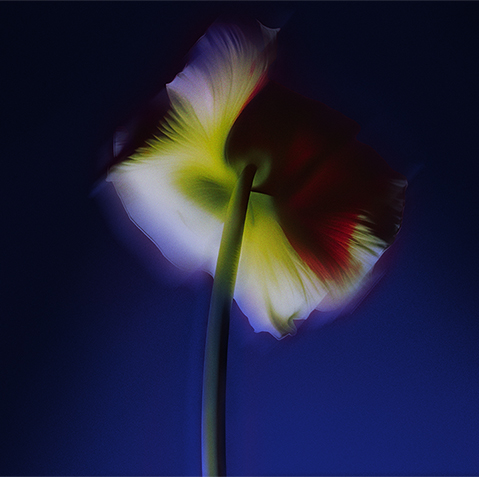 White flower with green and red accents flows against a purple background