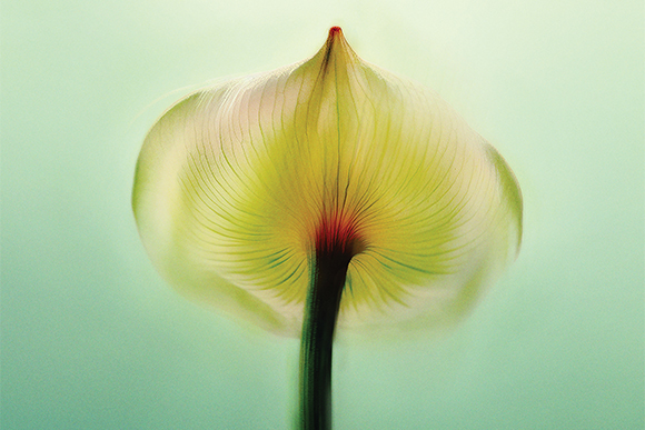 Green bulb shaped flower with blueish green faded background